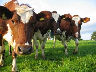 Кормовые добавки для молочного скотоводства