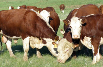 Кормовые добавки для мясного скотоводства