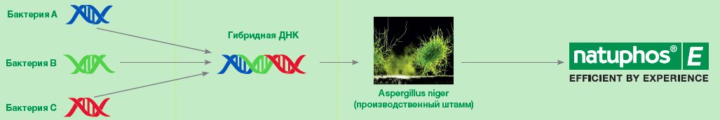 Гибридная фитаза Натуфос Е