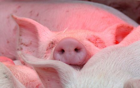 Кормовые добавки для свиней