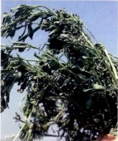 Идеальная степень подвяливания люцерны