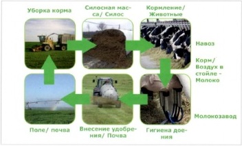 Круговорот клостридий